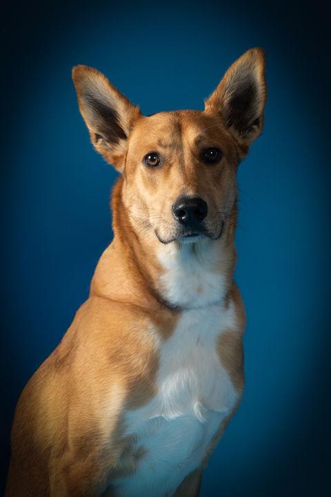 Lehigh Valley pet portraits