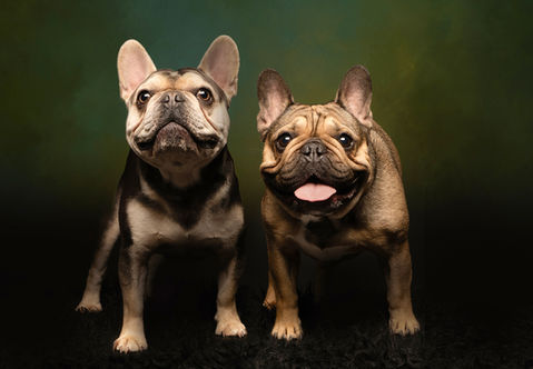 Lehigh Valley pet portraits