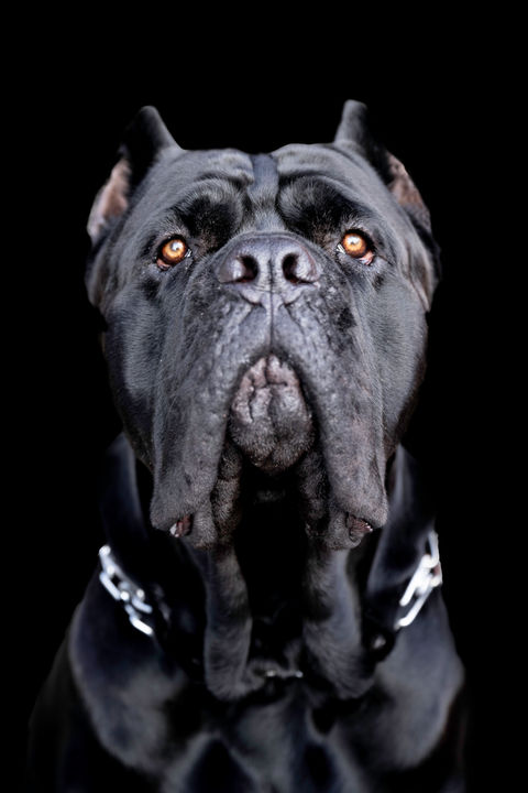 Lehigh Valley pet portraits