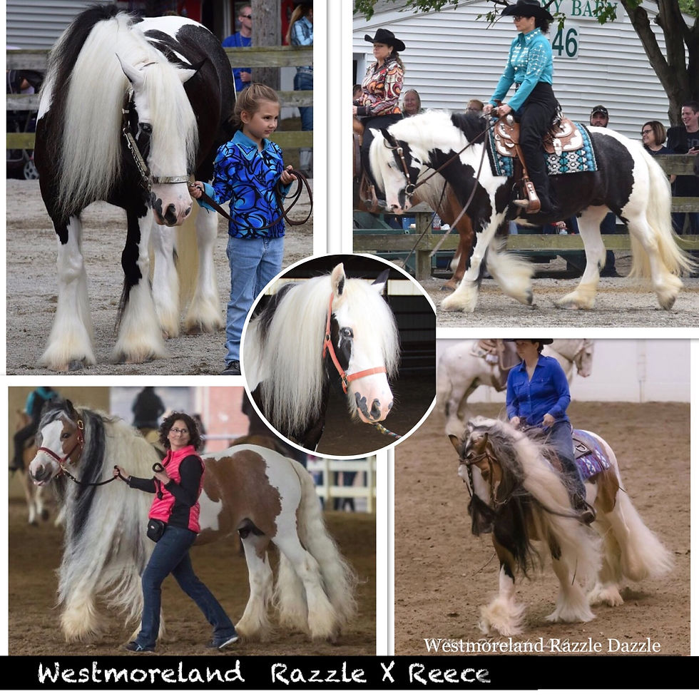 Westmoreland Razzle Dazzle