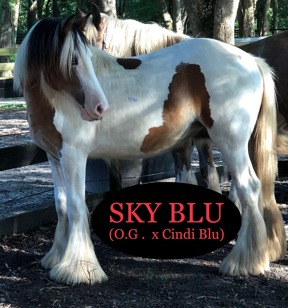 2018 1yr Sky (4)