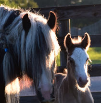 sDSC_0691b - Copy.jpg