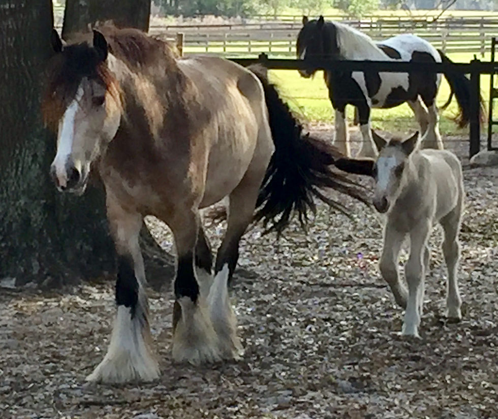 x SunDance Kid's Dancer