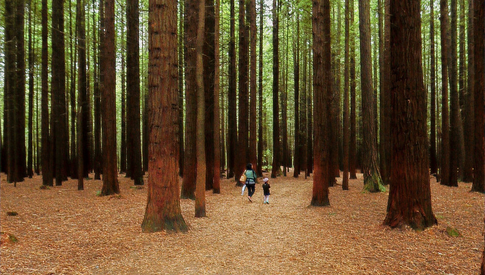 Walk In Holyness Walking in the beauty of holiness