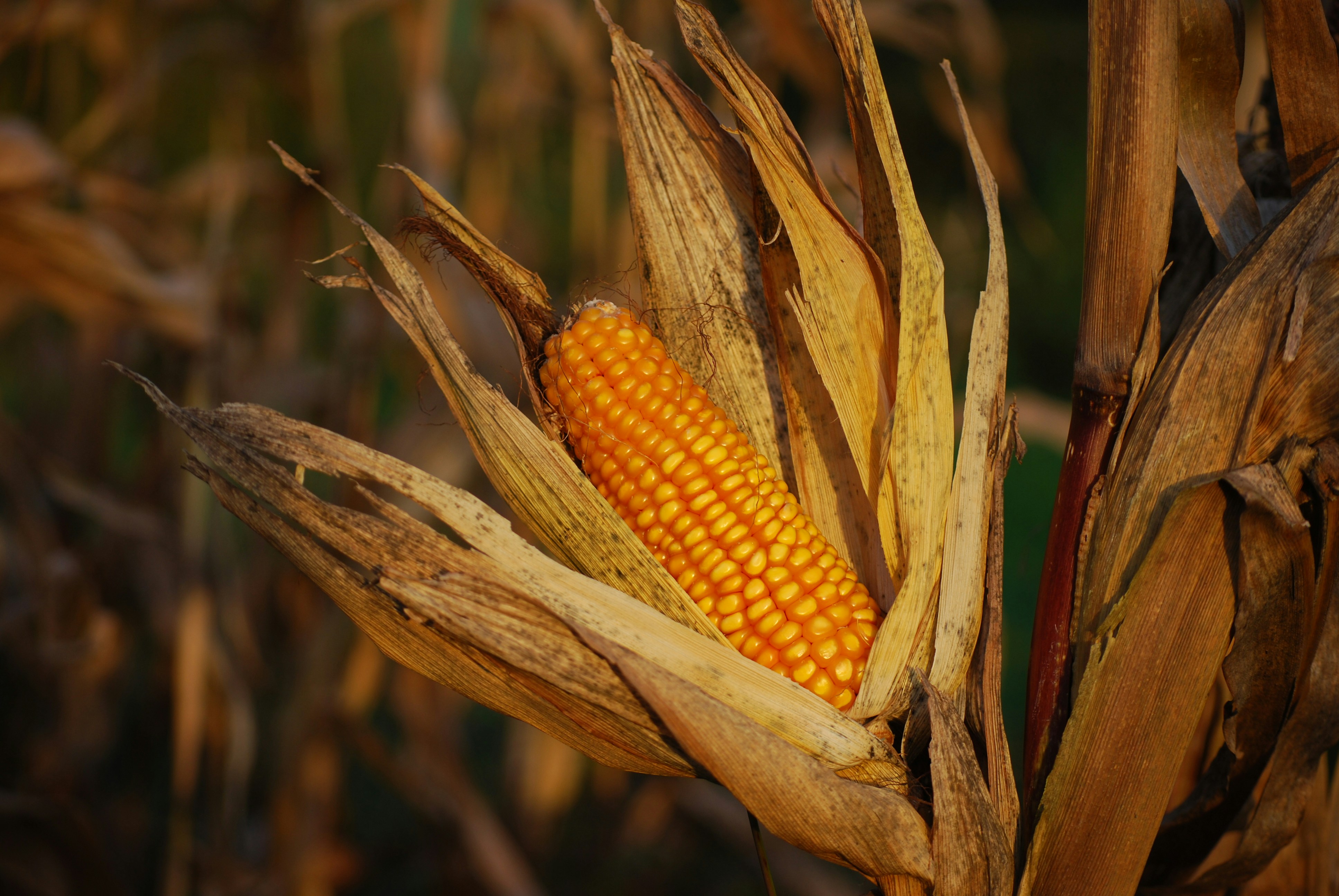 México celebra el Día Nacional del Maíz 2025 con énfasis en la soberanía alimentaria y cultural