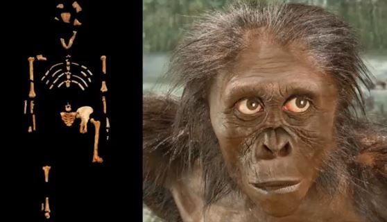Missing link Lucy and fossil bones and white eyes from Genesis Apologetics