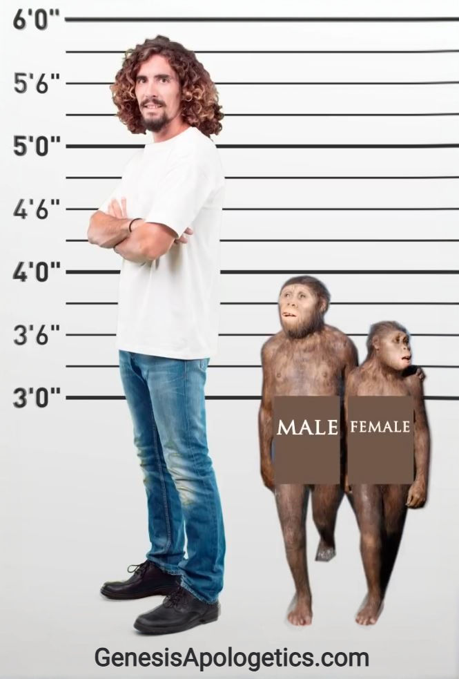 Lucy the missing link height AIG