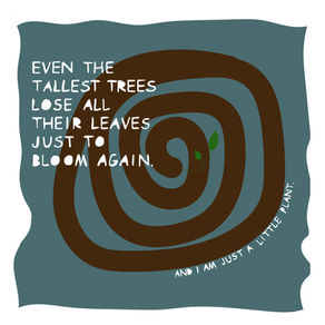 The Tallest Trees