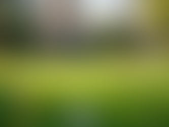 Embracing No Mow May: The Benefits of Letting Your Lawn Grow Wild