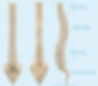 the backbone of our body