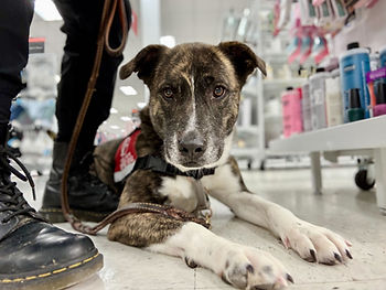 Service dog in training using positive reinforcement dog training methods, reward-based dog training, and humane dog training techniques to support animal welfare and reliable service dog training.