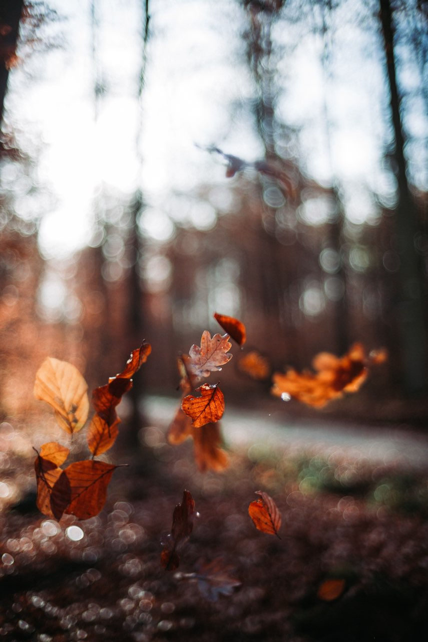 fall leaves2