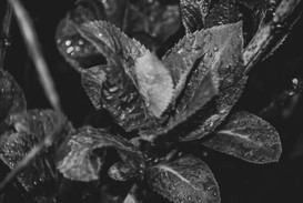 Nature's Perseverance