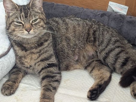 Mollie (Female, Young Adult)