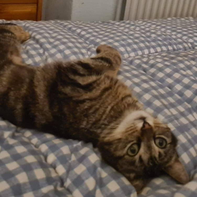 Biscuit