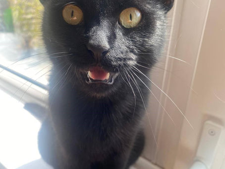 🌟 Happy Tail Alert – Raven's Found Her Forever Home! 🖤🐾