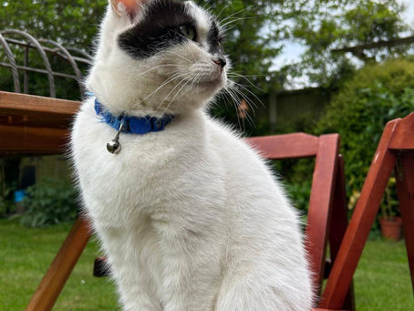 💔 A Heartbreaking Goodbye To Our Beloved Pudding - Formerly Dave 💔