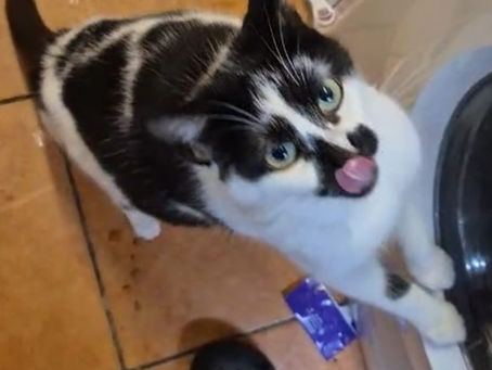 Suzie (Female, Adult)