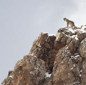 LA PANTHÈRE DES NEIGES