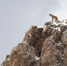 LA PANTHERE DES NEIGES