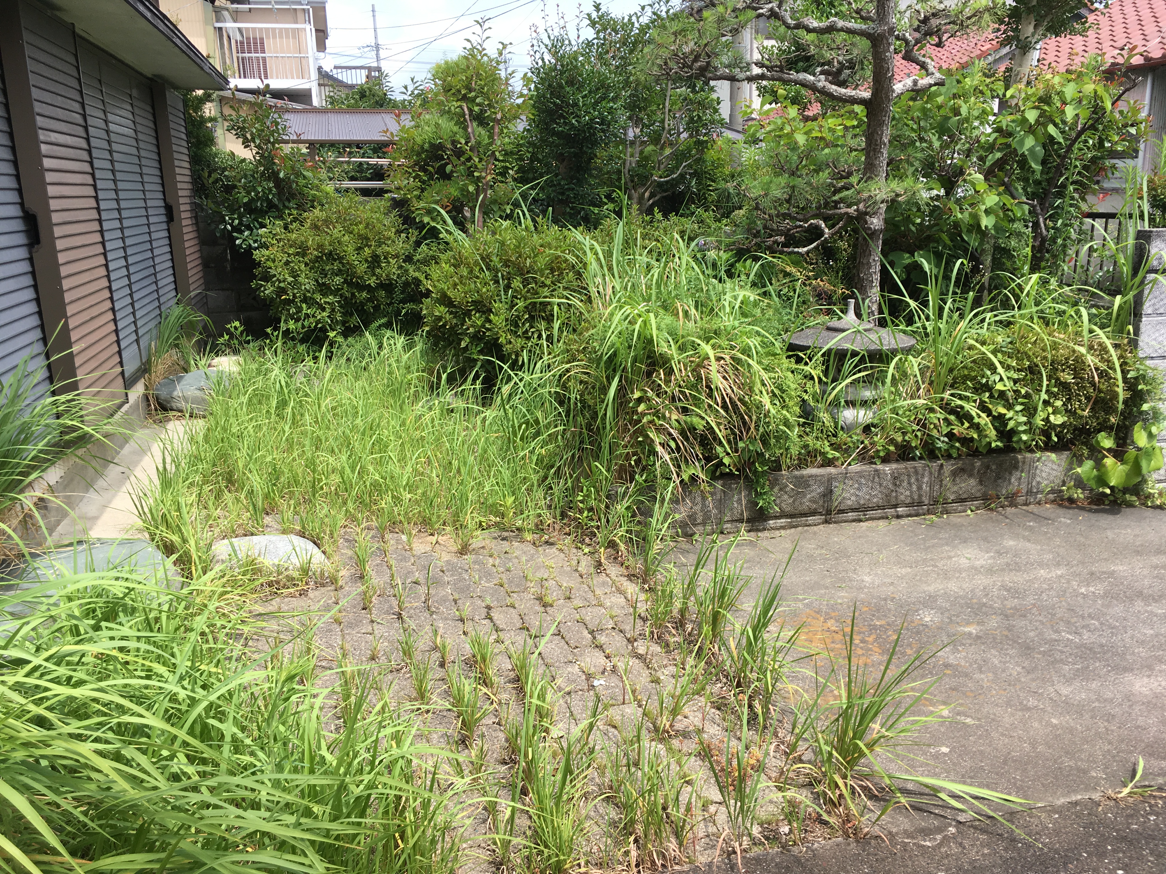 草刈り・剪定前(浜松市南区)