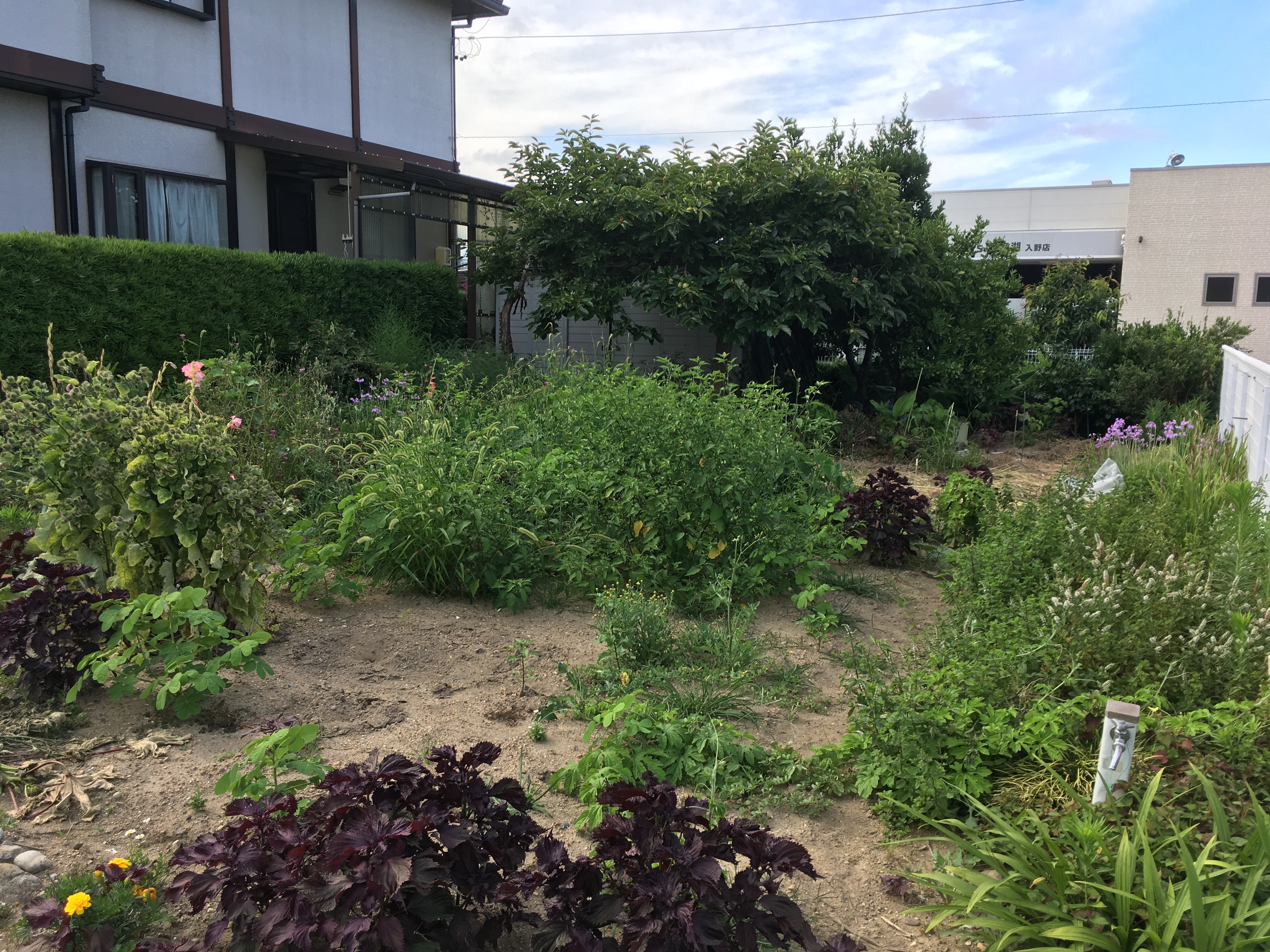 草刈り・伐採前(浜松市西区)