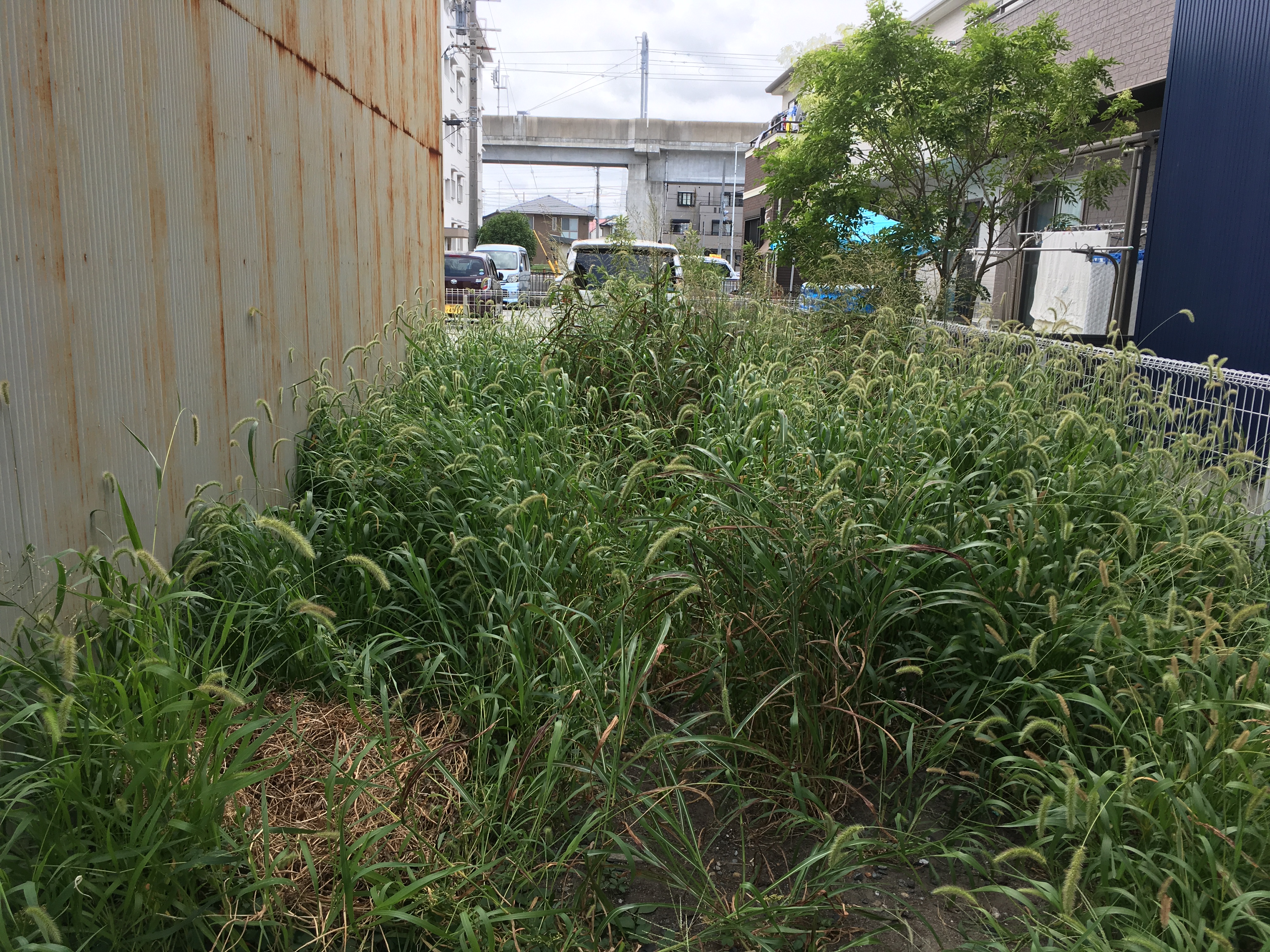 草刈り前(浜松市中区)