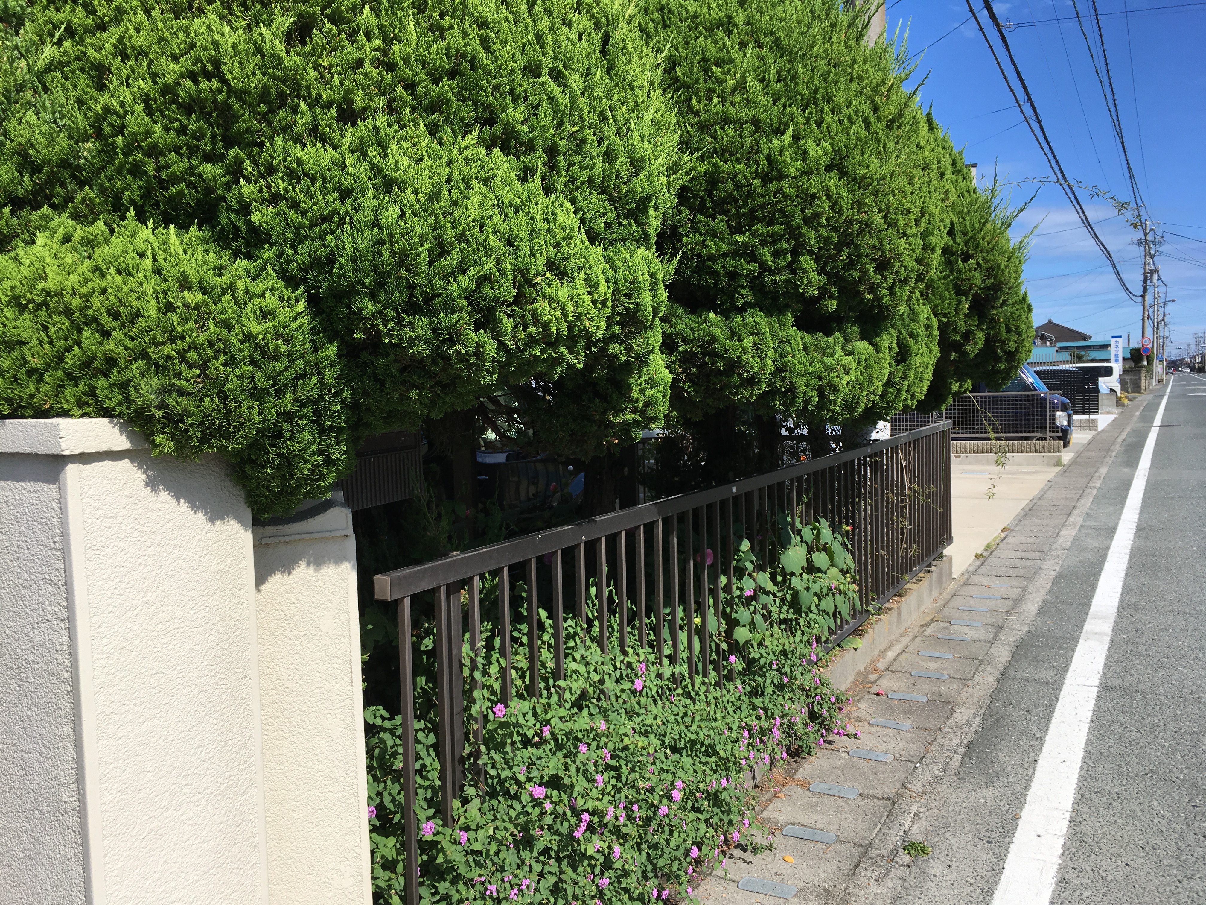 伐採前(浜松市西区)