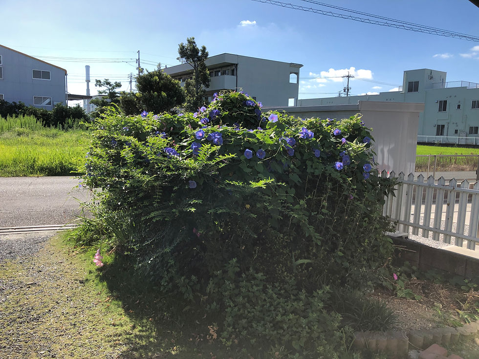 庭じまい　庭木の全伐採前