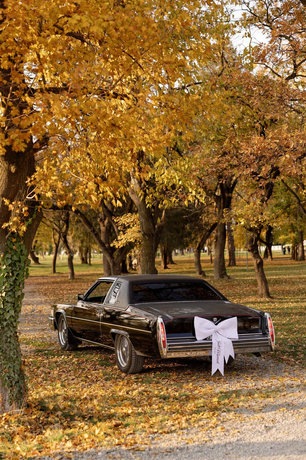 Classic car with white bow in autumn park.