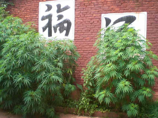 中国也有大麻热病的迹象
(尽管严格禁止大麻)。