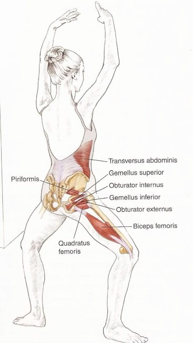 Muscles in the lower body