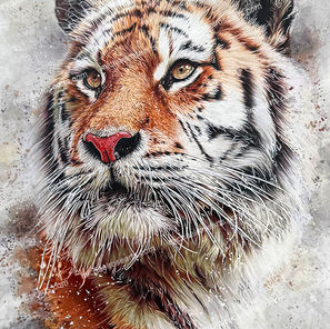 Colour pencil drawing, tiger, by Michael Rose, 