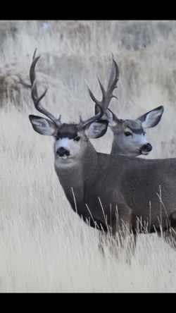 Trophy Mule Deer