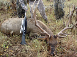 Elk Hunting