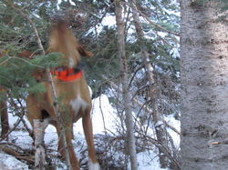 Trophy Mountain Lion