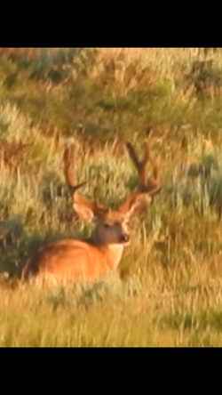 Trophy Mule Deer