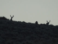 Trophy Mule Deer