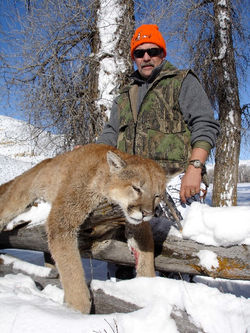 Trophy Mountain Lion