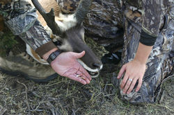 Trophy Antelope SaveryCreekOutfitter