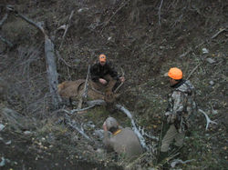 Elk Hunting