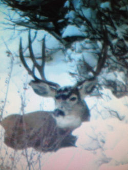 Trophy Mule Deer