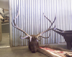 Elk Hunting