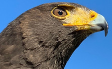 Harris Hawk at Raptor Hill Falconry photo by Jennifer Westhoff