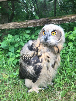 Gallery Raptor Hill Falconry Gallery Raptor Hill Falconry
