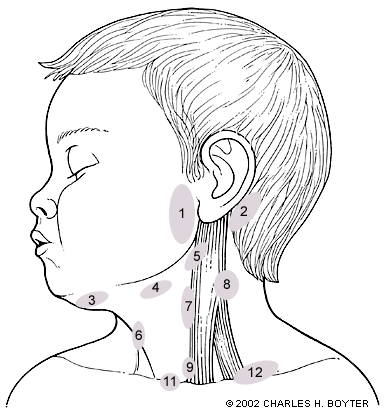 Palpation of SCM.gif