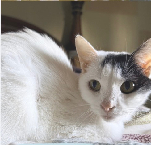 Baby Spice during a diagnostic medical observation session.