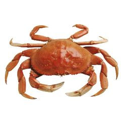 Live Brown Crab