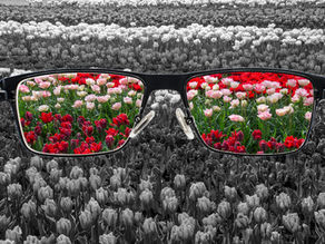 Rows of tulips shown in grayscale with sunglasses overlaying the field and bright red and pink flowers showing in the lenses.