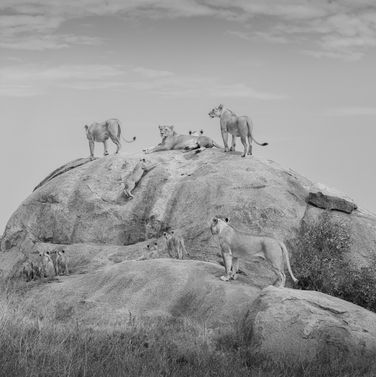 Lions on a rock, Tanzania All Black and White, Pictures in black and white of Africa, Pablo Photography
